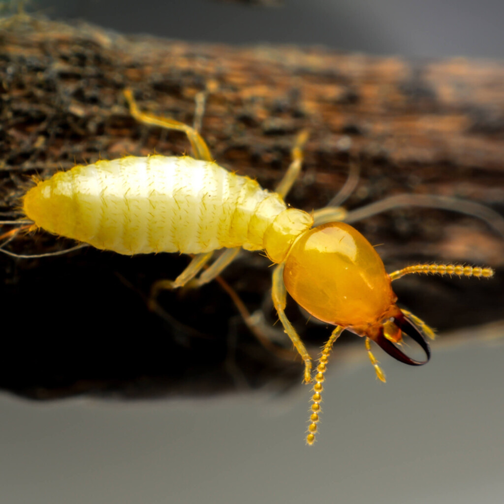 The Silent Destroyer Understanding Termites and Other WDIs (1)