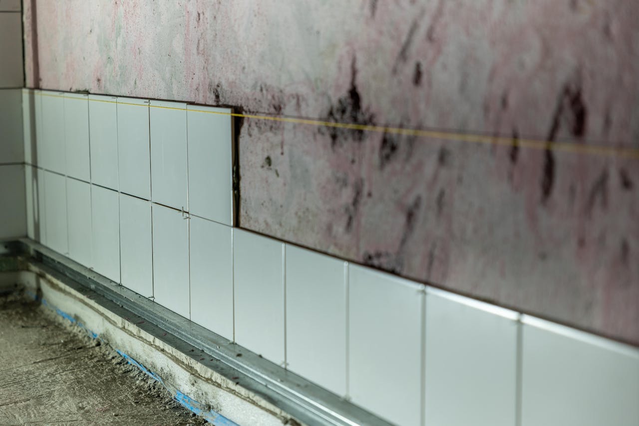 Mold Removal
