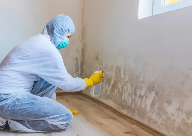 Mold Inspection & Testing Mold Inspection & Testing