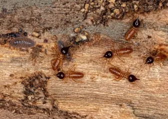 Termite & WDI Inspection Termite & WDI Inspection